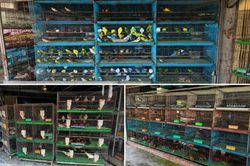 Tây Ninh: Phát hiện cơ sở nuôi nhốt gần 300 cá thể chim chưa rõ nguồn gốc