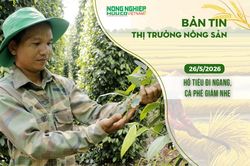 Thị trường nông sản 26/5/2026: Hồ tiêu đi ngang, cà phê giảm nhẹ