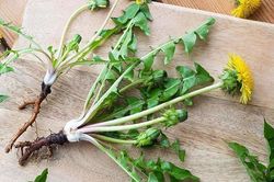 Uống nước lá bồ công anh có tác dụng gì?