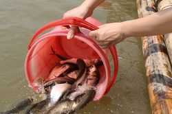 Những khung giờ đẹp nhất để đi phóng sinh ai cũng nên biết