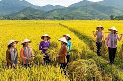 Giá lúa hôm nay 27.5: Gạo xuất khẩu giảm nhẹ, lúa chất lượng cao vẫn neo giá