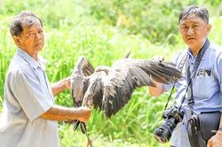Vĩnh Long chung tay bảo vệ vườn chim vạc quý hiếm