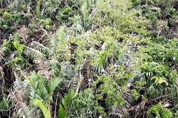 Vĩnh Long chung tay bảo vệ vườn chim vạc quý hiếm