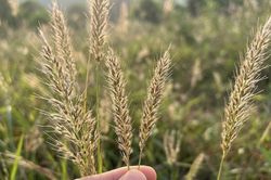Loại cỏ mọc hoang là vị thuốc trị tiểu buốt, tiểu rắt