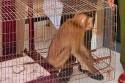 Phát hiện khỉ đuôi lợn quý hiếm trong vườn nhà dân ở TPHCM