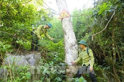 Căng mình 'gác lửa' bảo vệ rừng khu dự trữ sinh quyển Pù Huống (Nghệ An)