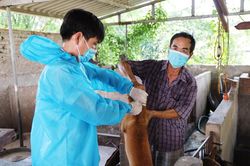 Bắc Ninh: Nắng nóng gay gắt, khẩn cấp phòng chống bệnh dại