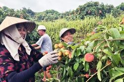 Phúc Hòa: Doanh thu từ vải sớm ước đạt hơn 270 tỷ đồng