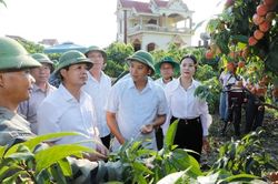 Lãnh đạo tỉnh Bắc Ninh kiểm tra tình hình sản xuất và tiêu thụ vải thiều