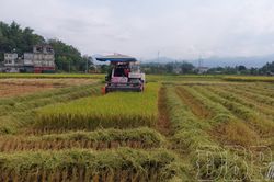 Nghề gặt máy vào vụ