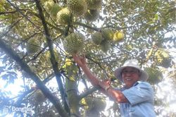 Thổ địa vùng đất Xuân Lập với cây “tiền tỷ”