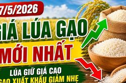 Giá lúa gạo hôm nay 27/5/2026: Nông dân neo giá, thương lái mua dè dặt