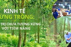 Kinh tế rừng trồng: Giá trị chưa tương xứng với tiềm năng