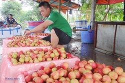 Ưu tiên thông quan nhanh, tạo thuận lợi cho xuất khẩu trái vải