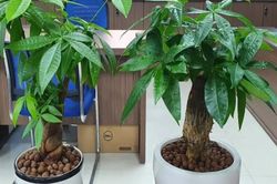 Sai lầm 'chí mạng' nhiều người mắc khi tưới nước khiến cây kim ngân bị thối rễ, chết dần