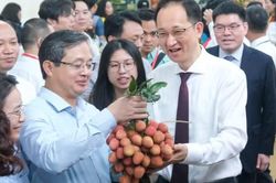 Bắc Ninh thúc đẩy chuỗi liên kết, nâng cao giá trị vải thiều