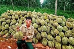 Tăng tốc hoàn thiện truy xuất nguồn gốc nông sản