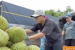 ĐBSCL: Giá sầu riêng tăng trở lại