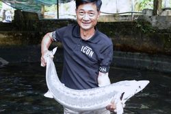 Nuôi cá tầm bằng nước suối từng hái ra tiền, nay lao đao vì giá giảm