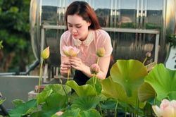 'Cõng bùn' lên sân thượng, 9X Quảng Ninh biến mái nhà thành vườn sen thơm ngát