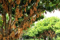 Vườn trái cây sai trĩu từ gốc đến ngọn của cô chủ Cần Thơ hút khách
