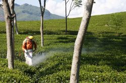 EU thúc đẩy đơn giản hóa quy định về thuốc bảo vệ thực vật và nông nghiệp