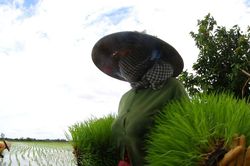 Vòng đời của hạt lúa tại Đồng bằng sông Cửu Long
