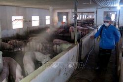 Quyết liệt triển khai các biện pháp phòng, chống dịch tả lợn châu Phi