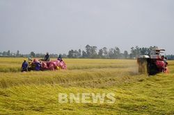 An Giang giảm chi phí sản xuất, nâng lợi nhuận cho nông dân trồng lúa