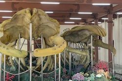 Quảng Ngãi: Độc đáo hai bộ xương cá Ông lớn nhất Việt Nam ở Lý Sơn