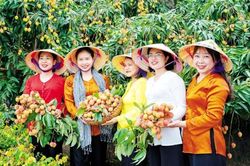 Xúc tiến tiêu thụ vải thiều: Nâng chất lượng, giữ vững thương hiệu