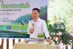 Tìm giải pháp quản lý ốc bươu vàng trên ruộng lúa theo hướng nông nghiệp sinh thái