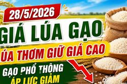 Giá lúa gạo hôm nay 28/5/2026: ST25 vẫn giữ giá cao dù giao dịch chậm
