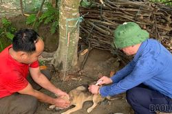 Xã Bảo Nhai triển khai tiêm phòng vắc-xin cho đàn vật nuôi và thực hiện tháng tiêu độc, khử trùng chăn nuôi năm 2026