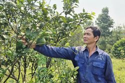 Vươn lên làm giàu từ vùng đất sỏi đá