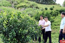 Đưa nguồn vốn chính sách đến với nhân dân