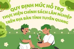 Nghị quyết Quy định mức cấp kinh phí, mức hỗ trợ từ ngân sách nhà nước thực hiện một số chính sách về lâm nghiệp trên địa bàn tỉnh Tuyên Quang