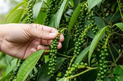 Giá tiêu hôm nay 28/5: Hồ tiêu, gia vị Việt Nam tìm dư địa tăng trưởng từ chế biến sâu