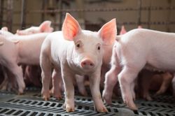 Ngày 28/5: Giá heo hơi vẫn duy trì ở mức khá cao tại nhiều khu vực