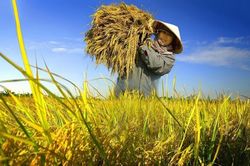 Nông dân Đồng bằng sông Cửu Long chủ động hơn trước rủi ro khí hậu nhờ bảo hiểm và tín dụng xanh