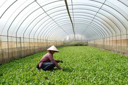 Nghịch lý nông nghiệp hữu cơ: Chi phí đè sức mua, HTX tìm lối thoát thị trường ngách