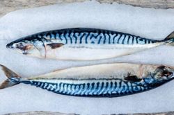 Một loại cá quen thuộc của người Việt bất ngờ có lượng omega-3 cao gấp hơn 2 lần cá hồi, giá lại rẻ hơn nhiều