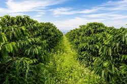 Phát cỏ thay phun thuốc - Cách làm mới giúp nhà vườn Lâm Đồng tăng giá trị nông sản