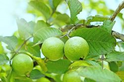 5 loại cây ăn quả chịu nắng thích hợp trồng trên sân thượng