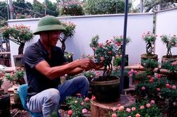 Người nông dân dành cả thập kỷ hiện thực hóa giấc mơ nâng tầm nghề trồng hoa Việt