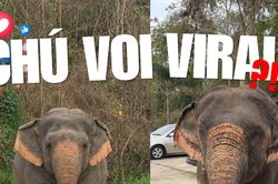 Chú voi con mũm mĩm khiến dân mạng cưng quá chừng chỉ là sản phẩm AI?