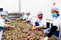 Rau quả chinh phục thị trường kh&oacute; t&iacute;nh