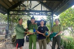 TP Hồ Chí Minh: Người dân tự nguyện giao nộp 9 cá thể chim công quý hiếm cho công an