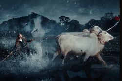 Đua bò Bảy Núi trong MV của Sơn Tùng M-TP