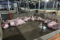 TP.HCM phát hiện 12 con heo mổ lậu, 620 con vịt không kiểm dịch